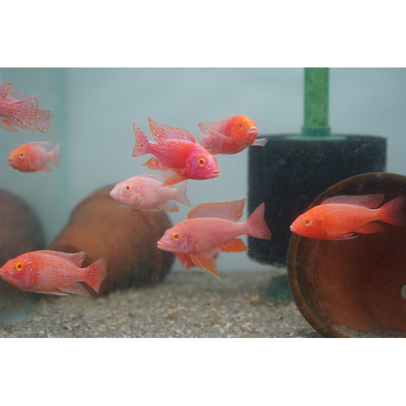 Albino Red Peacock African Cichlid Size 3 1 O.B