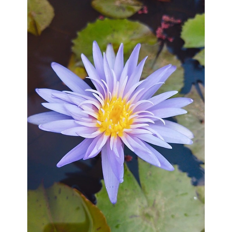 Alexis waterlily ( plant / Tuber)