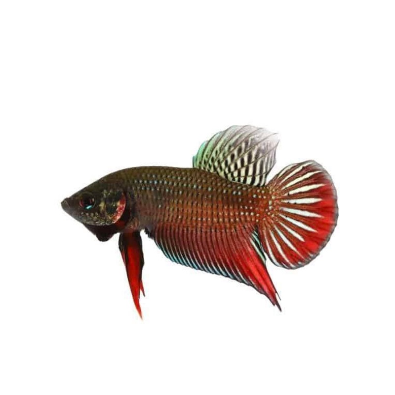 Alien Betta – Male