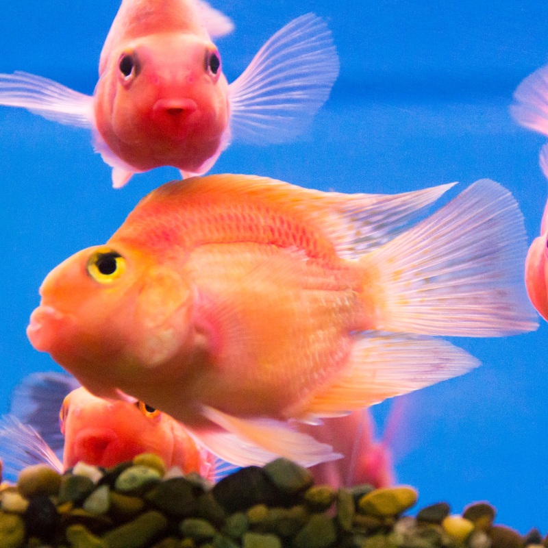 Blood Red Parrot Cichlid Single (1)