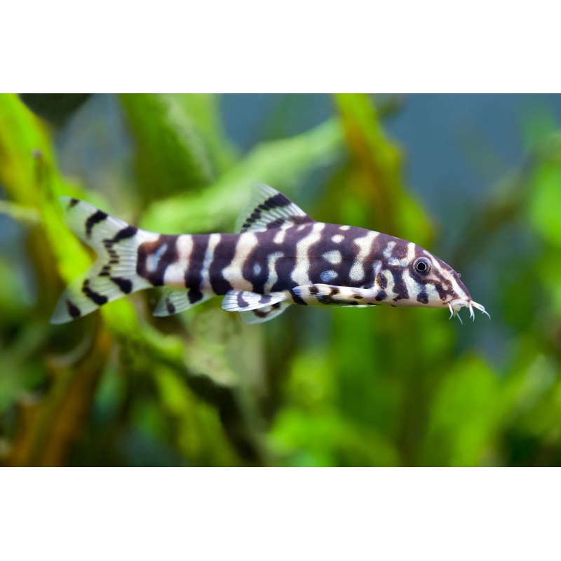 Botia Loach