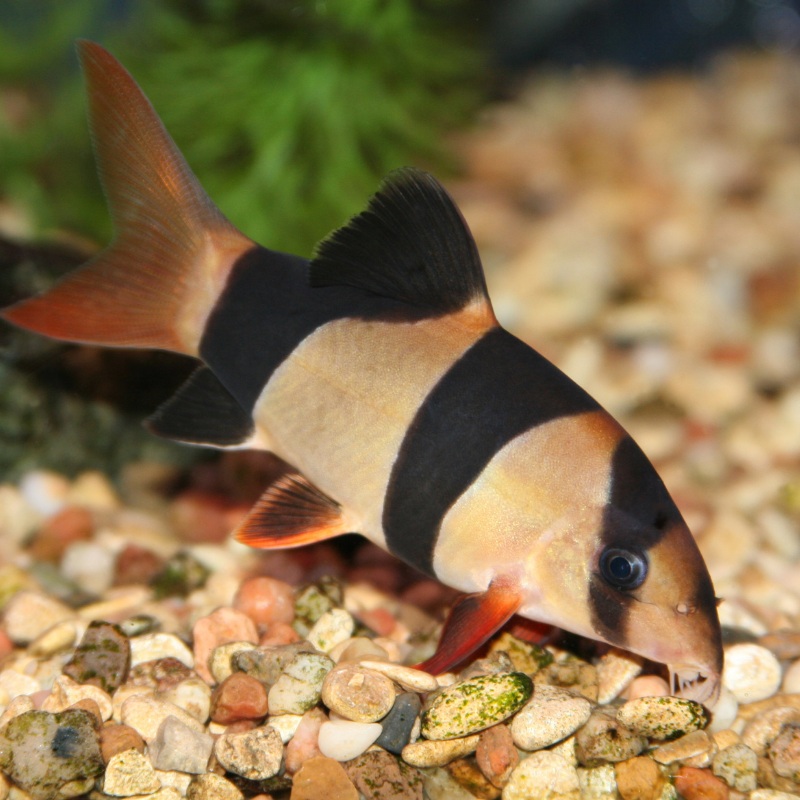 Clown Loach Small 2-3″