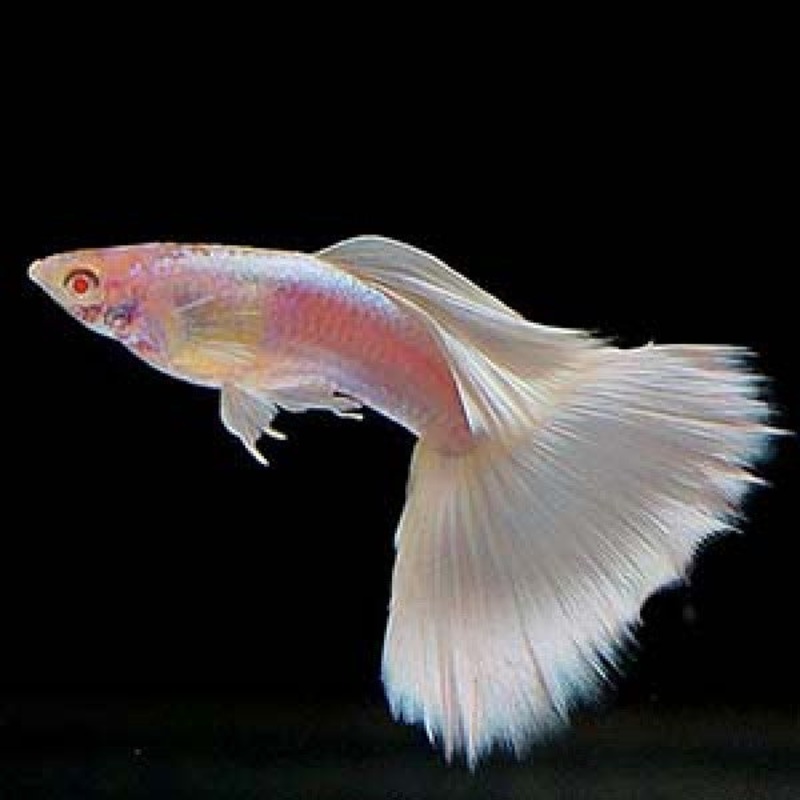Guppy Albino Milky White 1 Pair – 1 Male & 1 Female