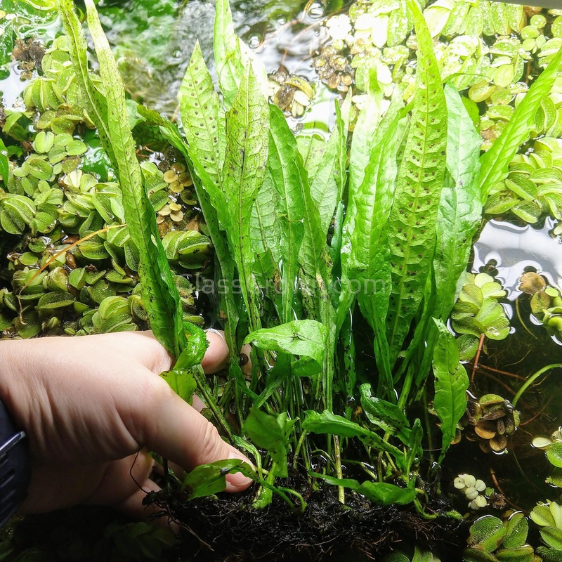 Java Fern FULL MAT