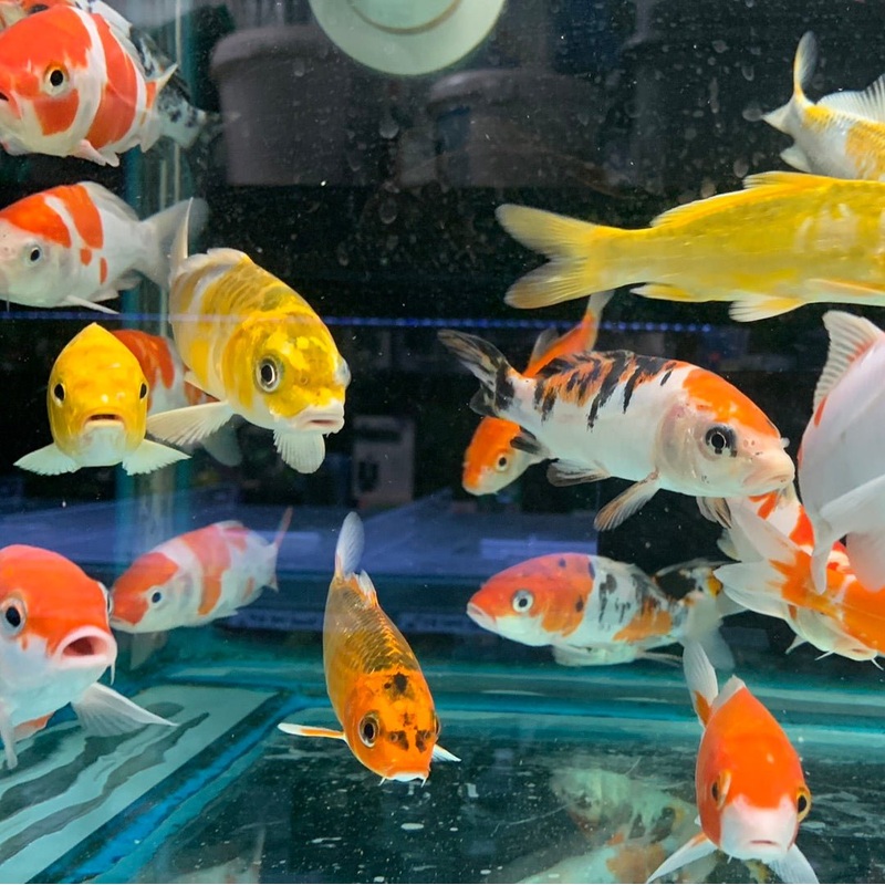 Koi 4 inch