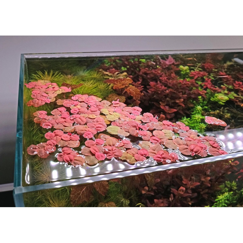 Red Root Floater – Phyllanthus Fluitans (Selling Per Cup)