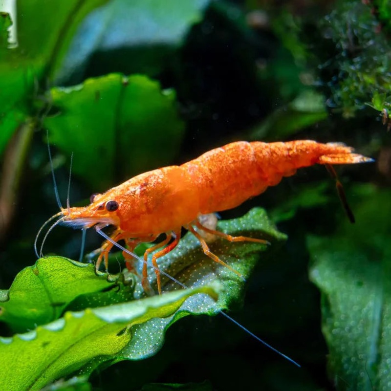 Shrimp Orange | Single 1 Piece