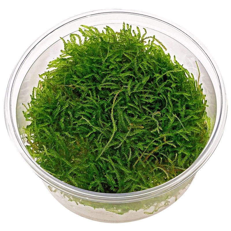 TCulture Taxiphyllum barbieri (TC Cup)
