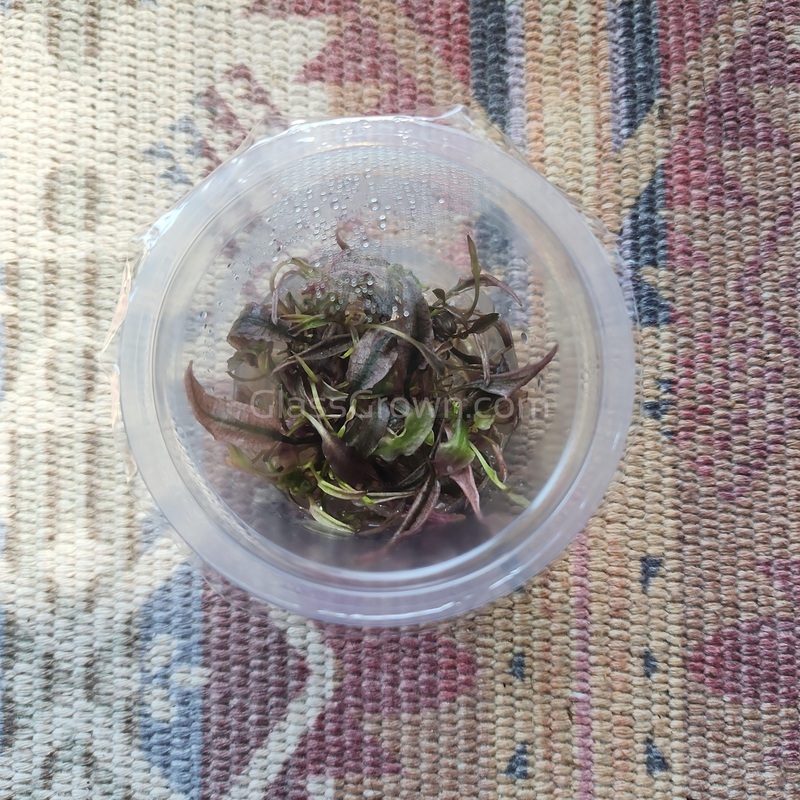 Tissue Culture Cryptocoryne Flamingo