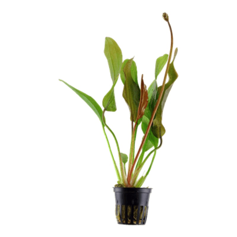 Tropica Echinodorus ‘Red Diamond’ in Pot