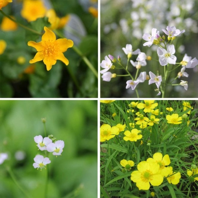 Wildlife Pond Plant Collection Bundle Pack of three (3)