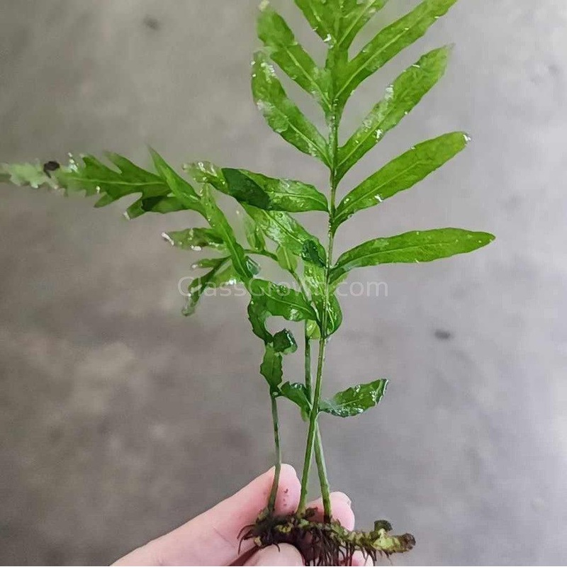 African Water Fern (Bolbitis Heudelotii)