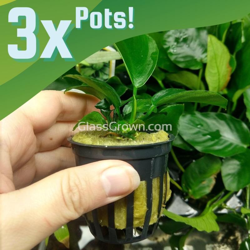Anubias Barteri 3-10 Pots 3x Pots