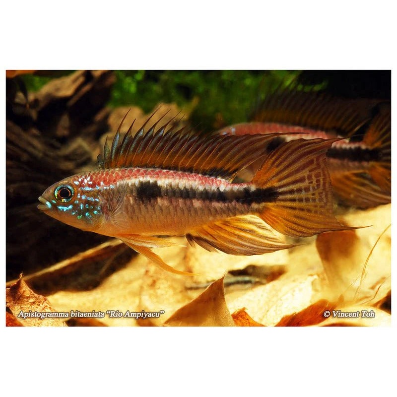 Apistogramma Bitaeniata ” Red back”- Pair – 1M & 1 F