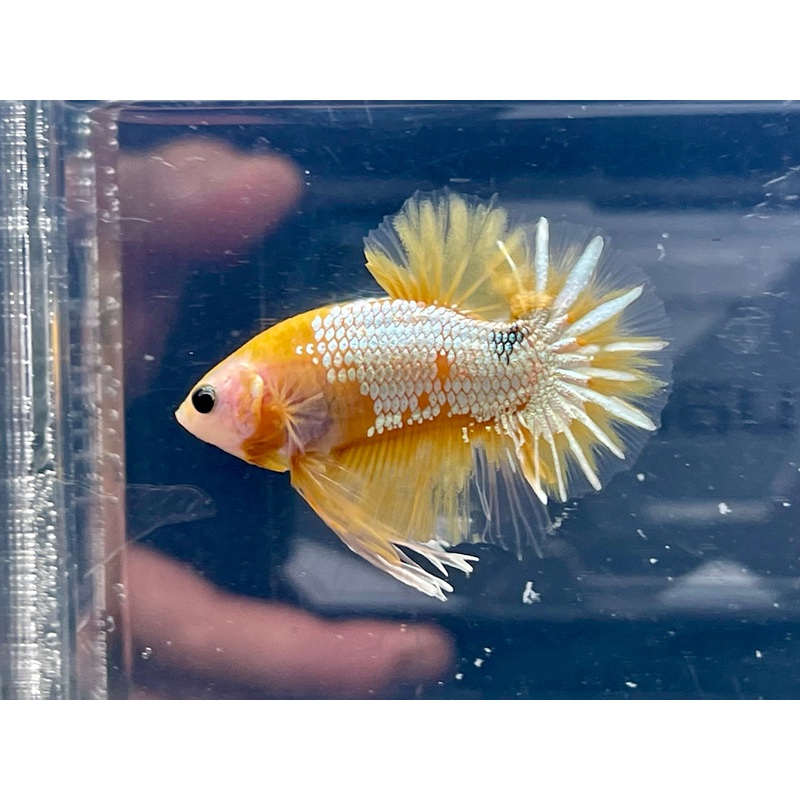 * Betta * Yellow Hellboy HMPK #P89 (Actual Fish)