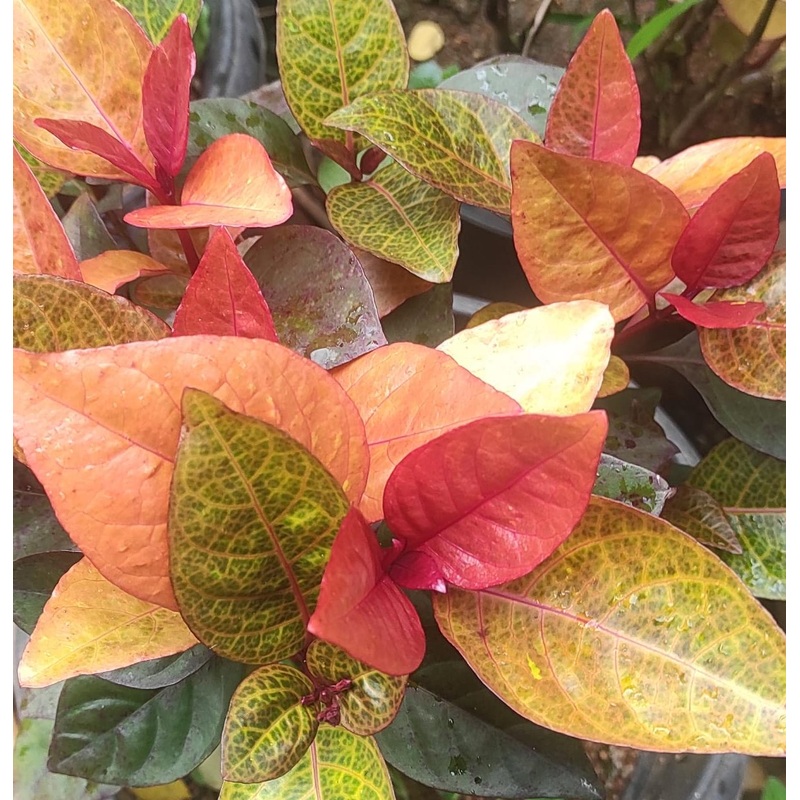 Golden net bush ‘sunset’/pseuderanthemum ‘sunset’ (single plant)