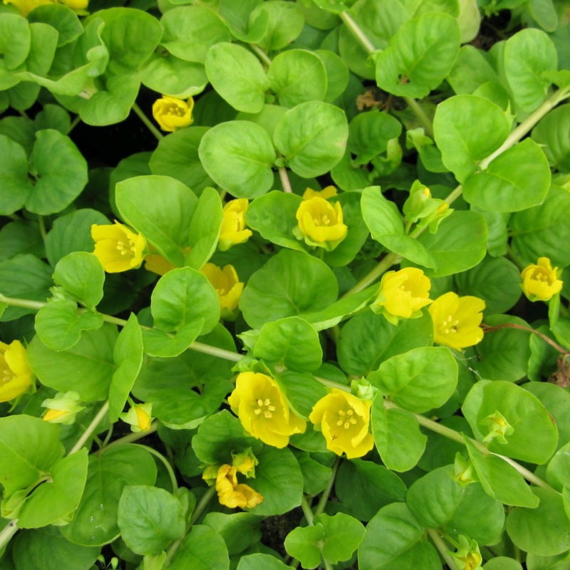 Lysimachia Nummularia Creeping Jenny 9cm (3pk)