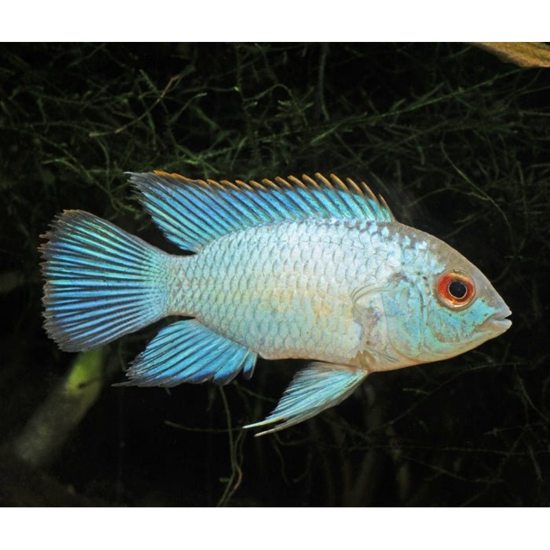 Neon Cichlid