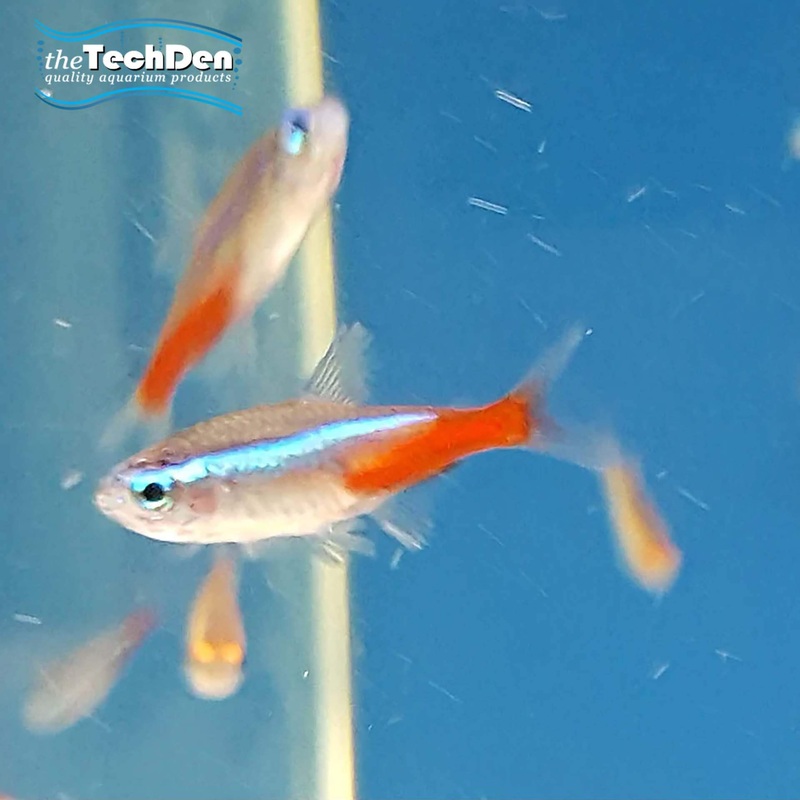 Neon Tetra – (No Online Purchases)