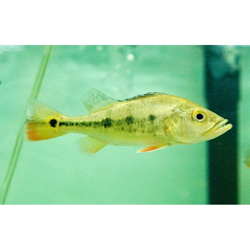 (New Breed) Black Spider Kelberi Bass size 6.5