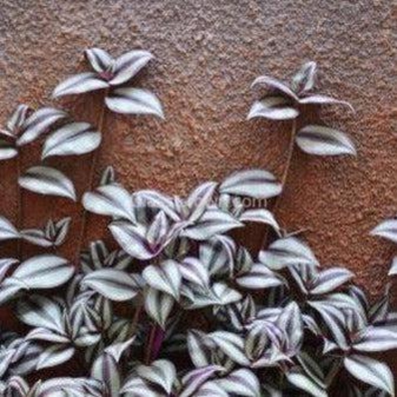 Purple Zebrina 2″ Pot