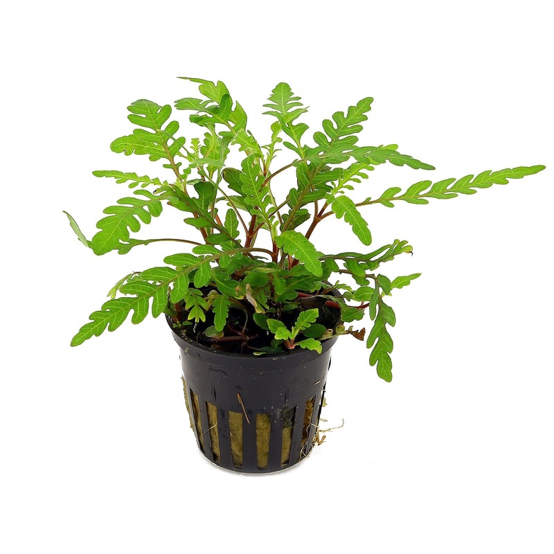 TCulture Hygrophila Pinnatifida (Pot/TC Cup) Pot