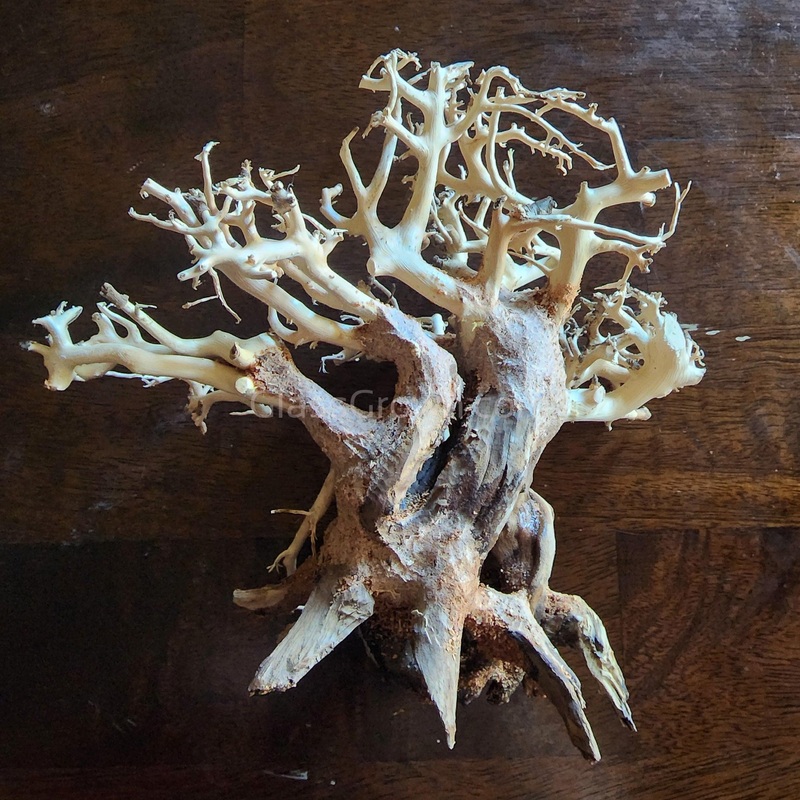 Dragonwood Bonsai Wood Nano Size 6″