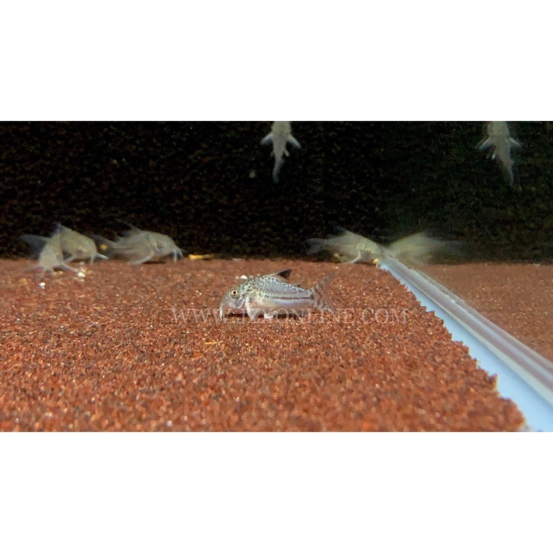 * Corydoras * Corydoras Leopard (10 Pieces)