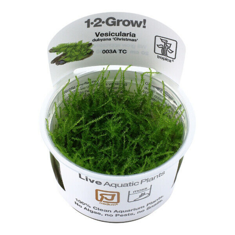 Tropica In Vitro 1-2-grow! Vesicularia dubyana ‘Christmas’