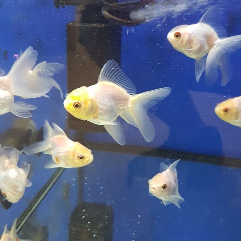 White Oranda Goldfish 1-2″