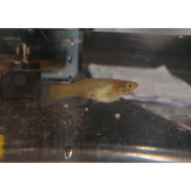 Yellow Platinum Snake Skin – Female – Home Bred