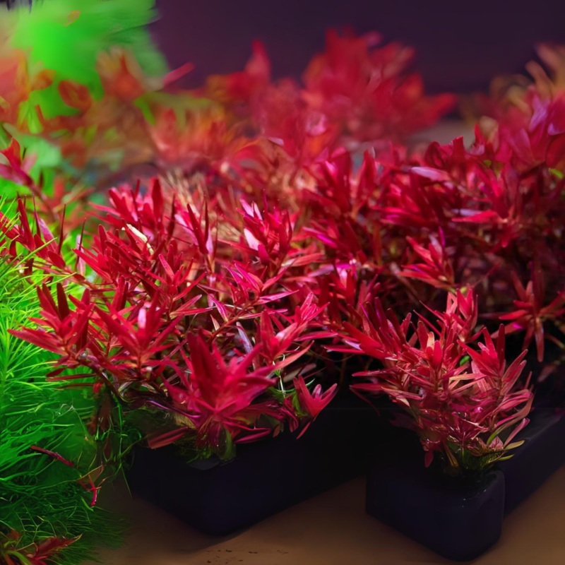 ADA IC043 Rotala Rotundifolia Hra | TC Live Plant