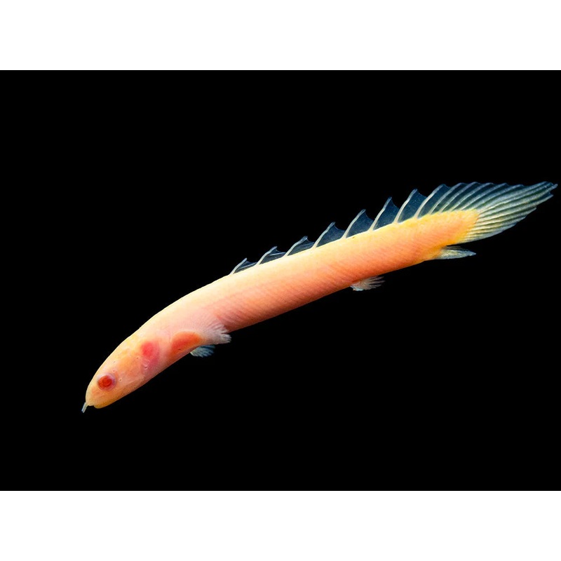 Albino Cuvier’s/Senegal Bichir