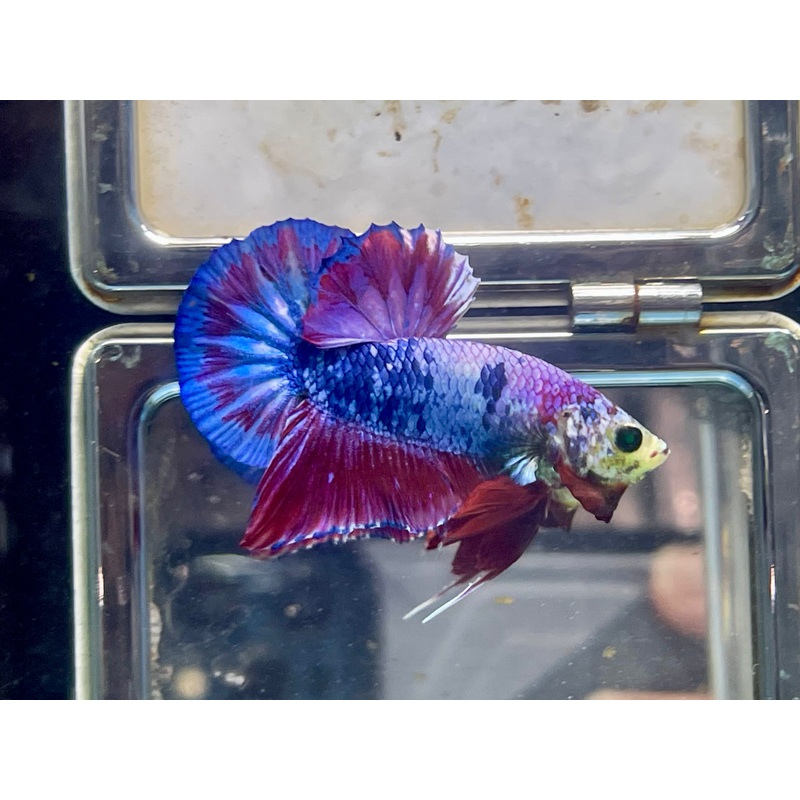 * Betta * Neon Lavender HMPK #P9 (Actual Fish)