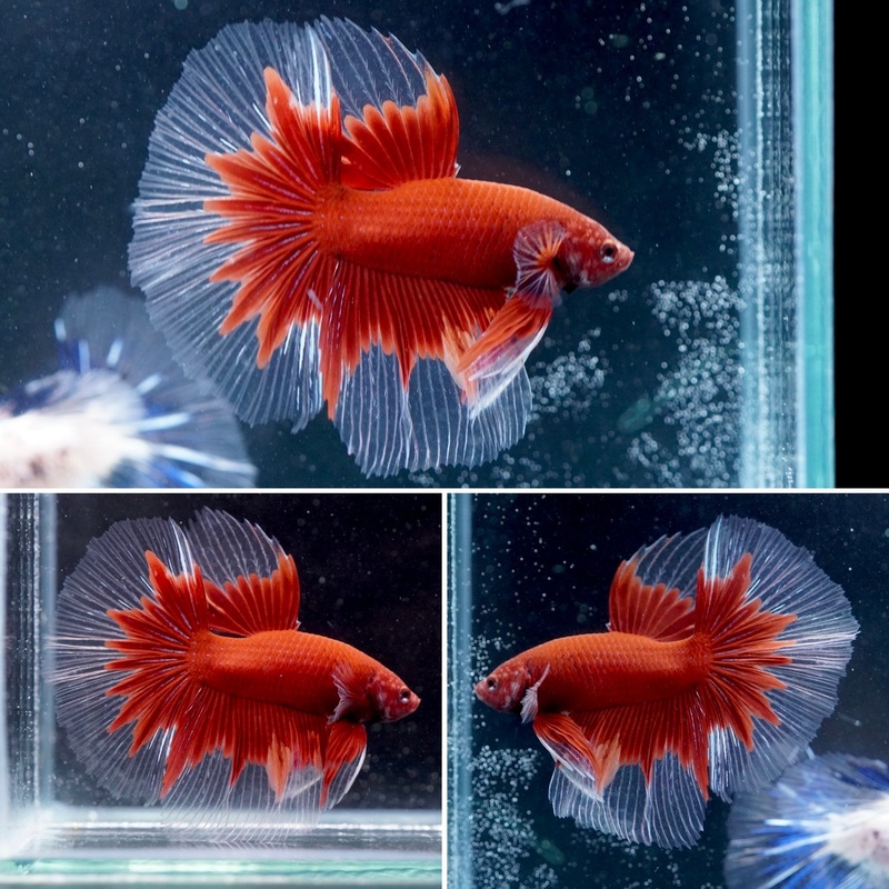 #12 (New Arrival) Deep Red Butterfly Over Halfmoon Tail – High Quality Live Aquarium Male Betta Fish