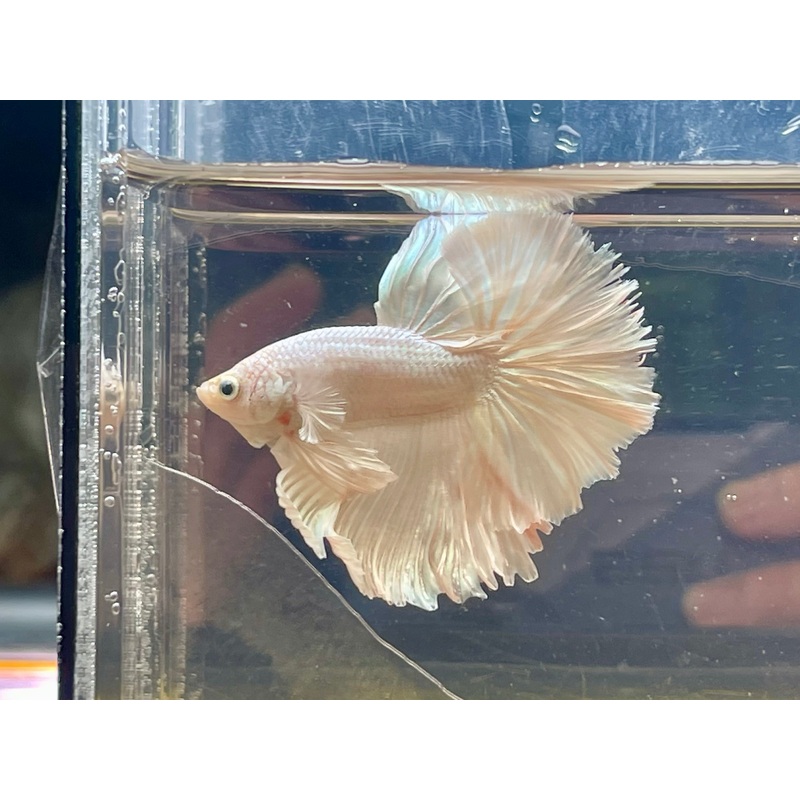 * Betta * Platinum white HM #HM61 (Actual Fish)