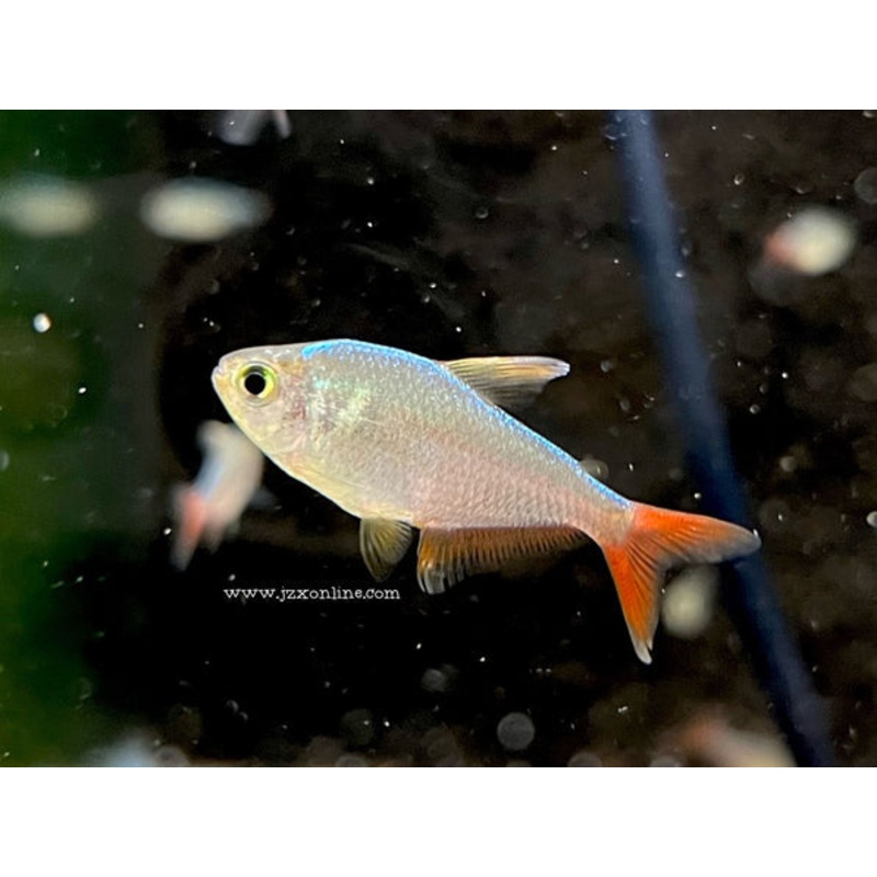 *Tetra* Hyphessbrycon Columbianus Columbian Tetra (10 pieces)