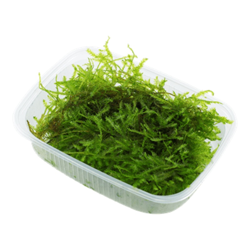 Tropica Vesicularia dubyana ‘Christmas’ Portion