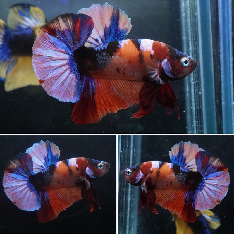 #4 (New Arrival) Candy Tiger Nemo Koi Male Plakat Betta Fish – High Quality Live Aquarium Male Betta Fish