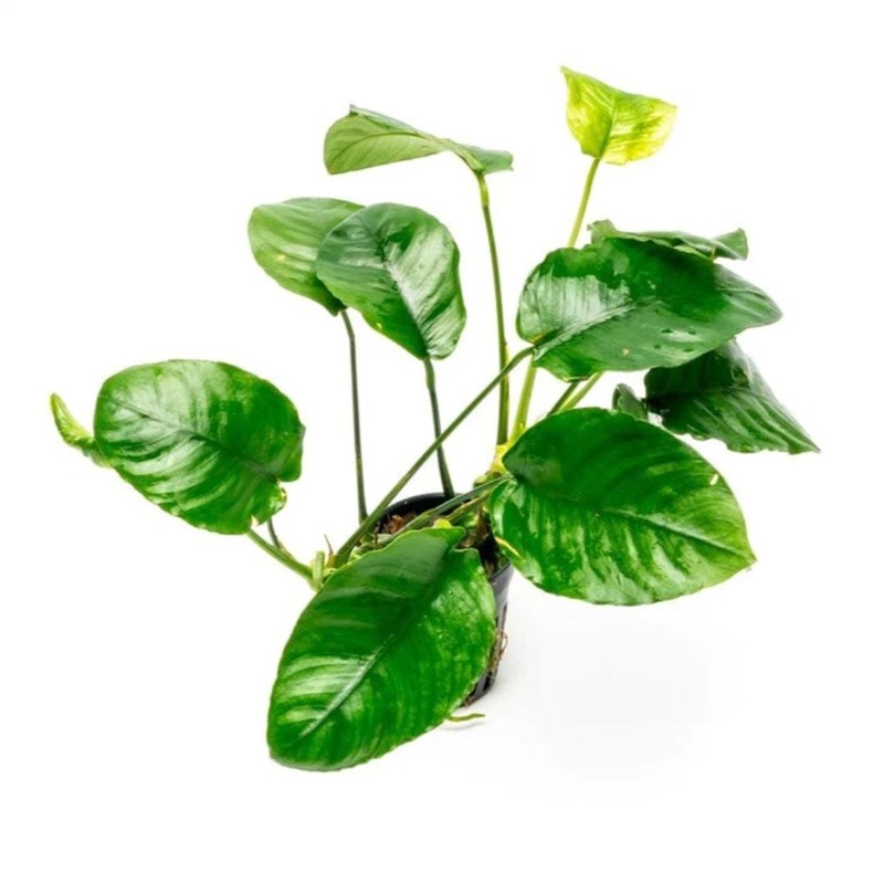 Anubias Barterii wrinkle Leaf ( single plant pot)