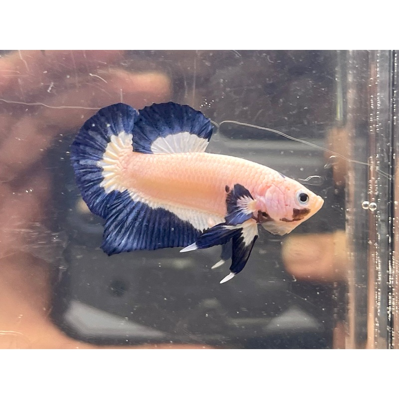 * Betta * Monster Marble HMPK #Y4 (Actual Fish)