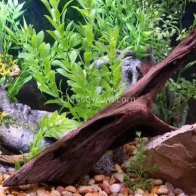 Malaysian Driftwood Small (5-7″)