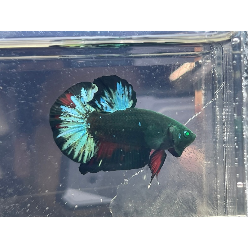 * Betta * HULK HMPK #HU27 (Actual Fish)