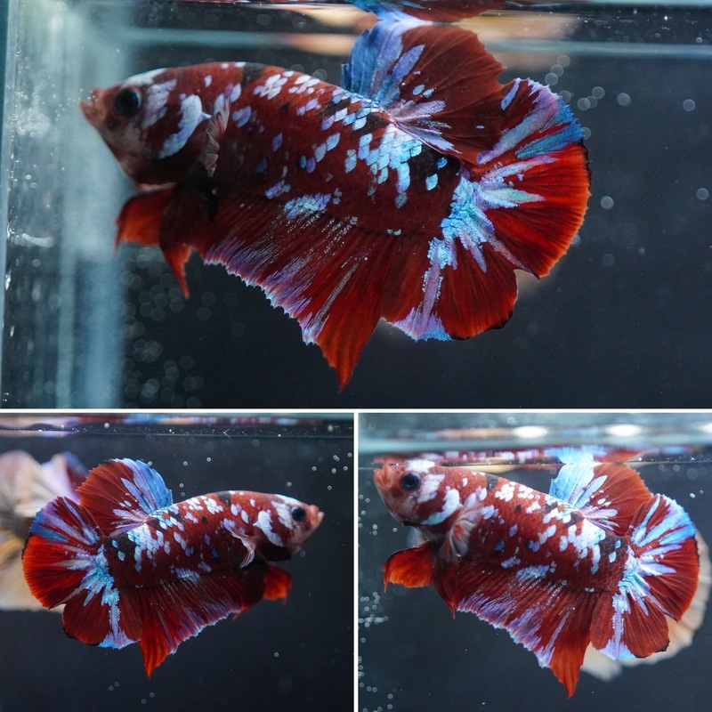 #4 (New Arrival) Red Koi Galaxy Plakat Betta Fish – High Quality Live Aquarium Male Betta Fish