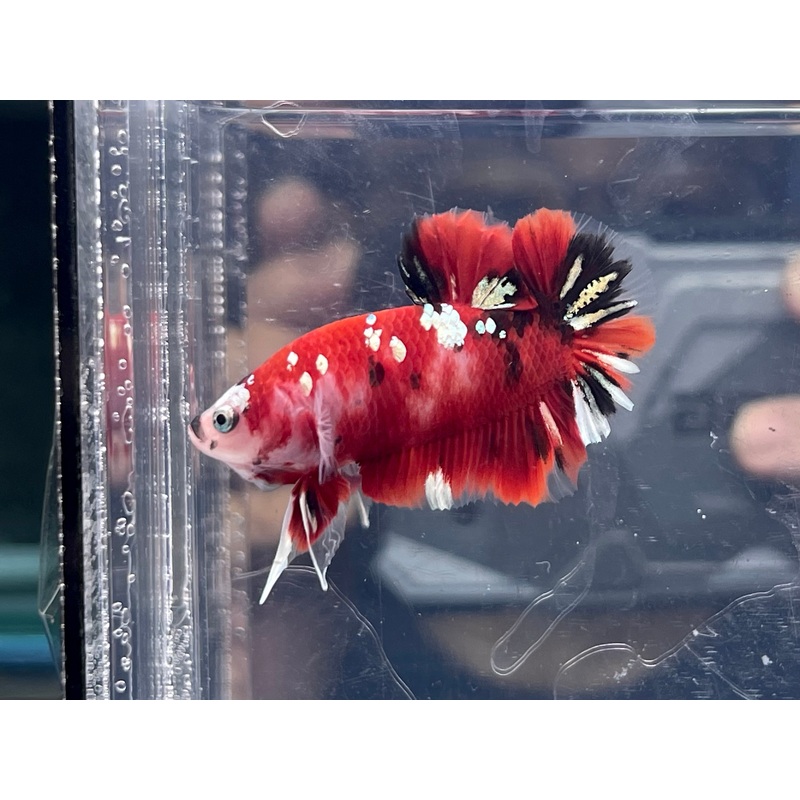 * Betta * Fancy HMPK (Actual Fish) #B14