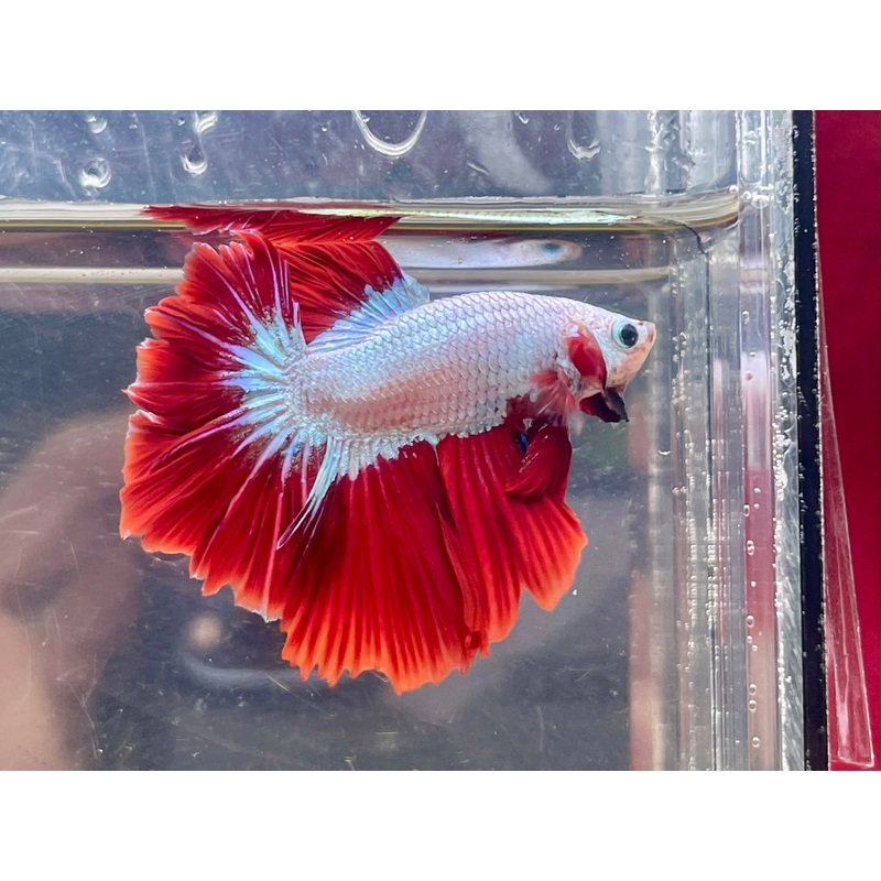 * Betta * Red Dragon HM #HM50 (Actual Fish)