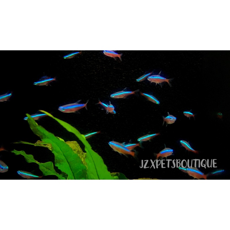 * Tetra * Cardinal Tetra (10 pieces)