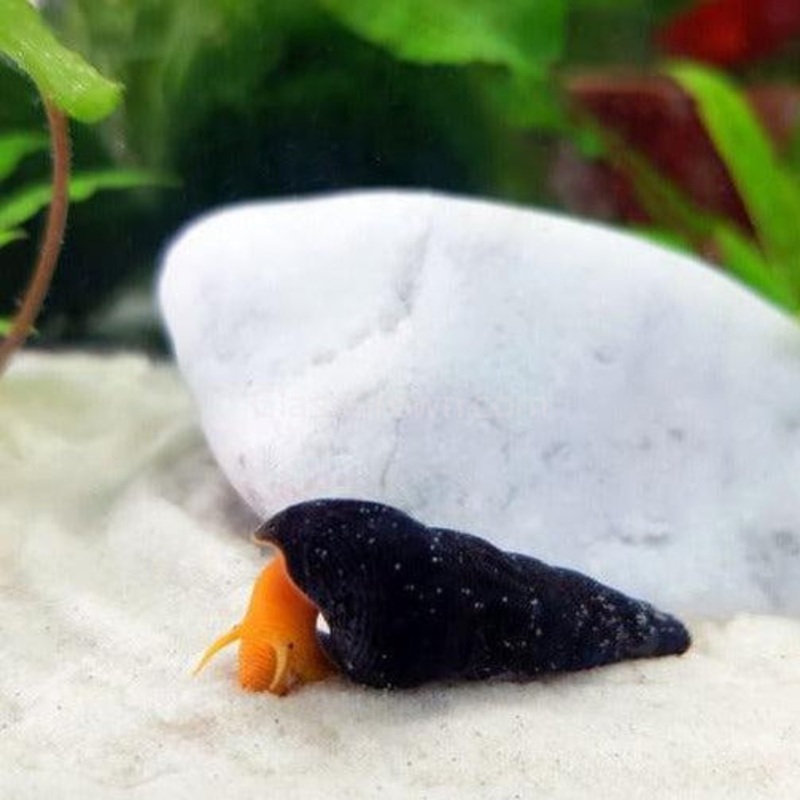 Yellow Sulawesi Rabbit Snails Single Snail