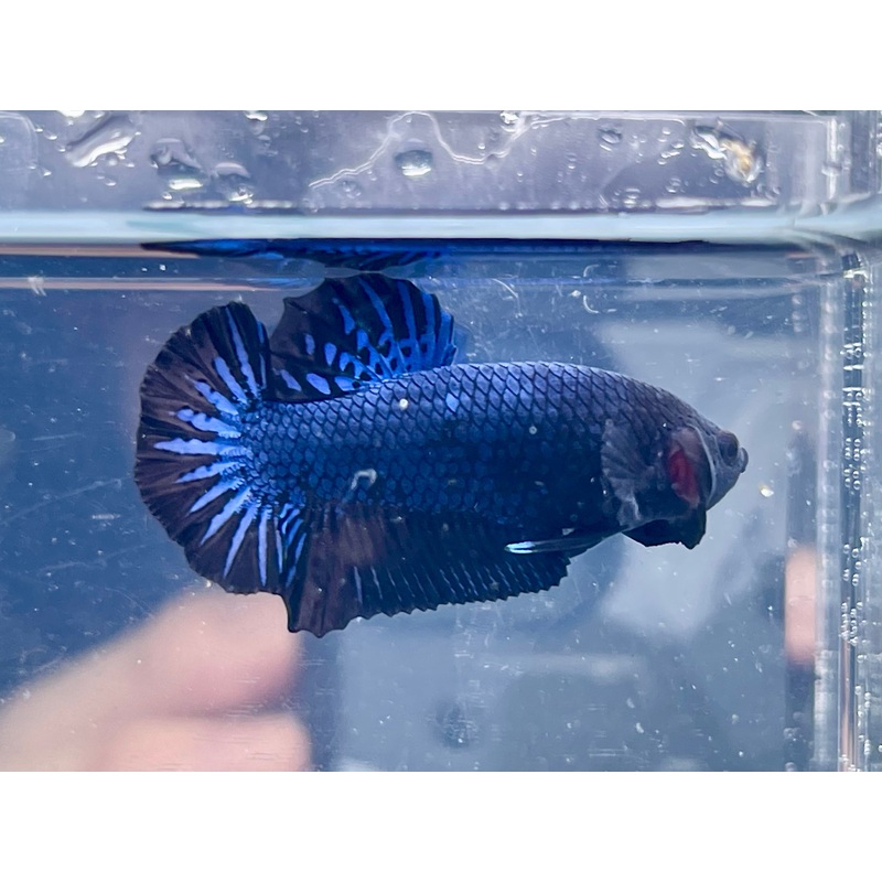 * Betta * Alien Hybrid HMPK #P84 (Actual Fish)