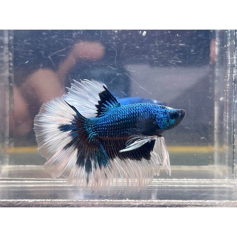 * Betta * Blue Dragon Butterfly HM #HM51 (Actual Fish)